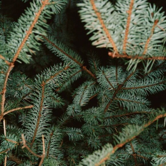 🟢 3 for $30 🟢 L:A BRUKET 221 SPRUCE HAND CREAM - Picture 7 of 9